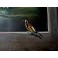 Felix Albus  "Landscape and Goldfinch "